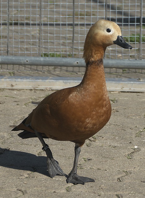 替補