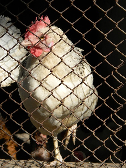 国际足球经 国际足球经